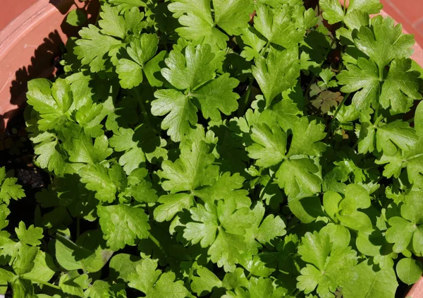 Muitas Folhas Verdes Salsa Fresca Pote País Mediterrâneo — Fotografia de Stock