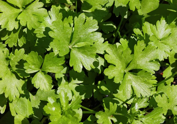Background Many Green Leaves Parsley — Stock Photo, Image