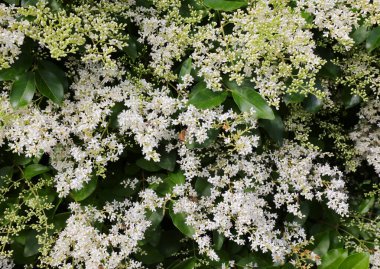 Birçok beyaz özel çiçek İlkbaharda Ligustrum cinsinde çiçek açan bir bitki