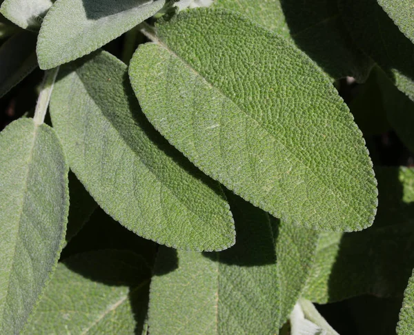 Background Many Green Leaves Fresh Sage — Stock Photo, Image