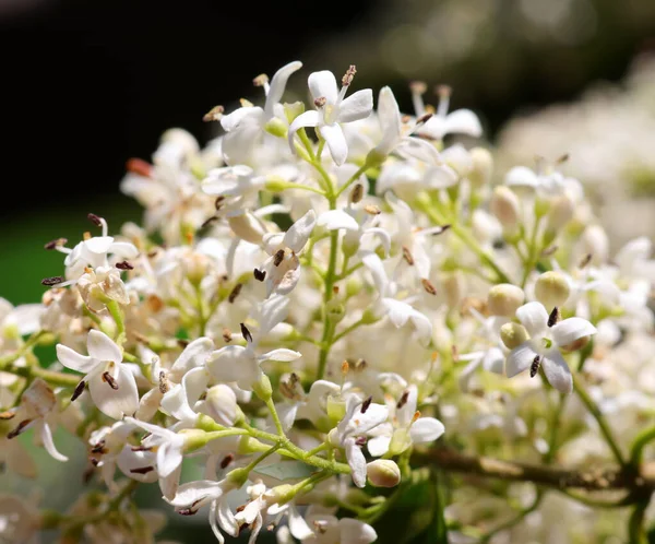 Small white flowers of plant called PRIVET used as a hedge in many gardens — Stock Image Small White Flowers Plant Called Privet Used Hedge Many Gardens Stock Image