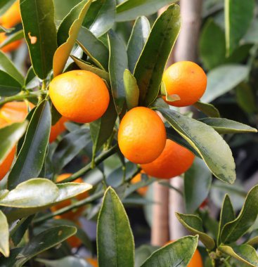 Kışın meyve bahçesindeki ağaçta Kumquat adında küçük turuncu turunçgil meyvesi.