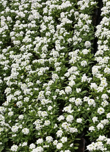 春にはアリソウという小さな白い花を咲かせ — ストック写真