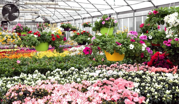 春に温室で販売される鉢植えや花の多くは — ストック写真