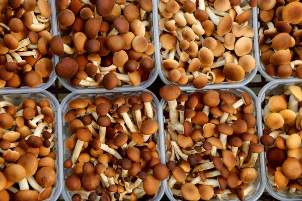 Baskets Edible Mushrooms Sale Stall Local Market — Stock Photo, Image