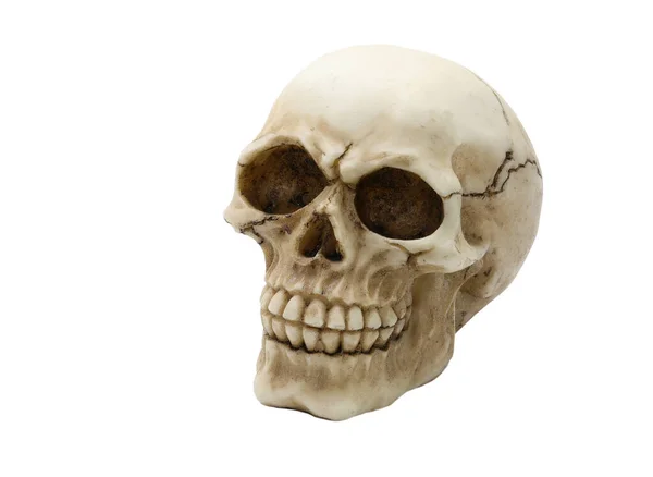 Molde Cráneo Humano Con Dientes Claramente Visibles Sobre Fondo Blanco — Foto de Stock