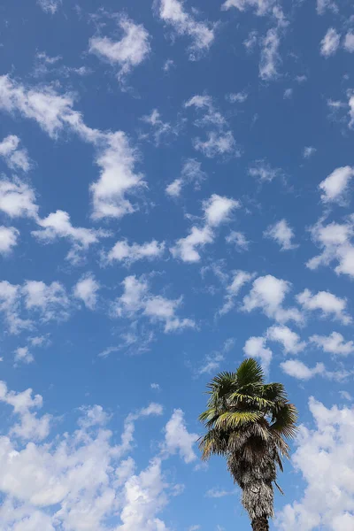 Mavi Gökyüzü Beyaz Bulutların Arka Planına Sahip Tropik Palmiye Ağacı — Stok fotoğraf