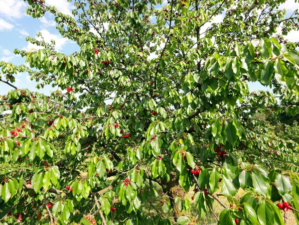 Frodigt Körsbärsträd Med Mogna Röda Frukter Redo Att Skördas Sent — Stockfoto