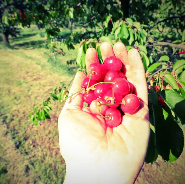 Red Cherries Just Harvested Tree Spring Hand Old Toned Effect — Stock Photo, Image