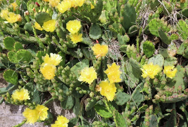 Żółte Kwiaty Soczystych Roślin Wiosną — Zdjęcie stockowe