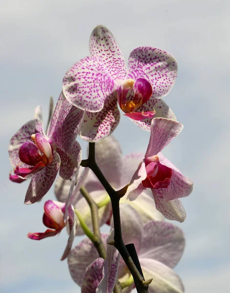 large flower of an orchid plant with neutral background