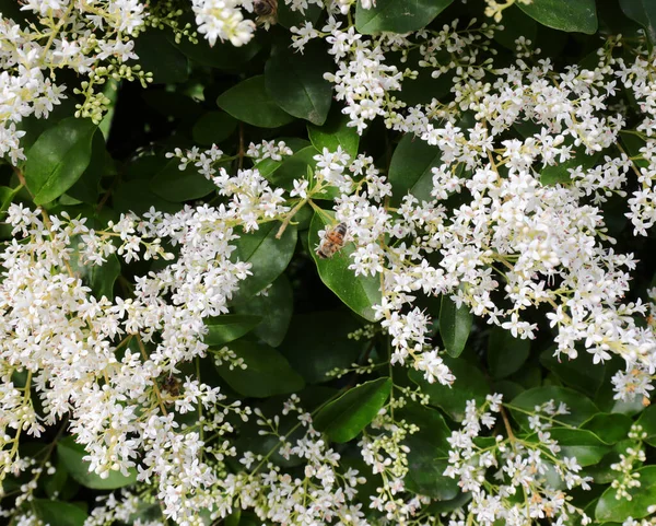 White small flowers of privet a flowering plant in the genus Ligustrum used as a hedge in many gardens — Stock Image White Small Flowers Privet Flowering Plant Genus Ligustrum Used Hedge Royalty Free Stock Images