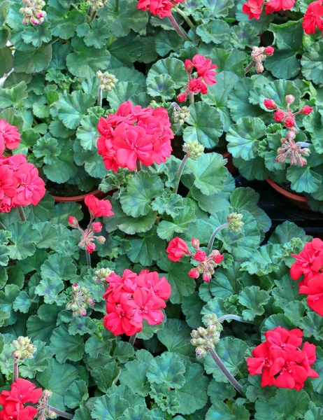 Background Many Geraniums Flowers Blossomed Spring Sale Pots Florist — Stock Photo, Image