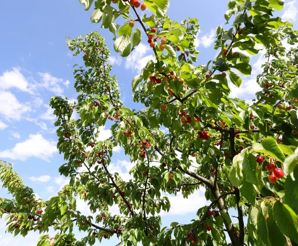 Gröna Blad Och Röda Körsbär Och Blå Himmel Bakgrunden Slutet — Stockfoto