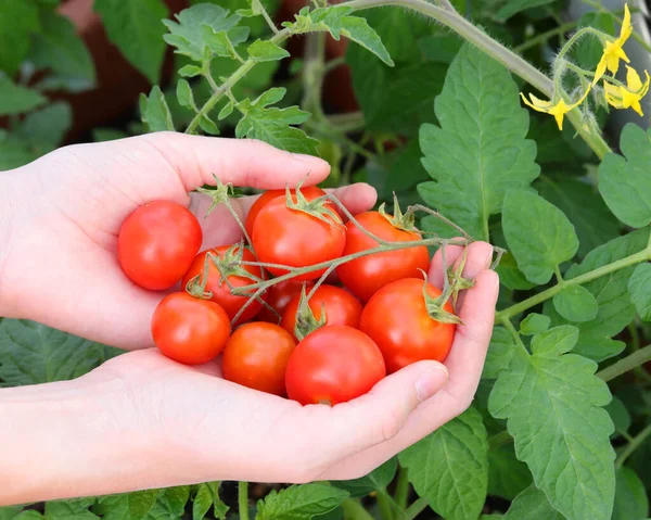 Wiele Pomidorów Czereśni Rękach Dziecka — Zdjęcie stockowe