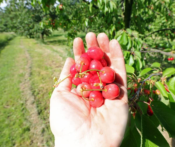 Hand Young Boy Red Cherries Just Harvested Tree — Stock Photo, Image