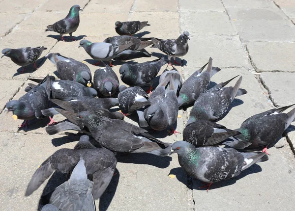 城市广场上的许多城市鸽子一边吃着面包屑一边吃着 — 图库照片