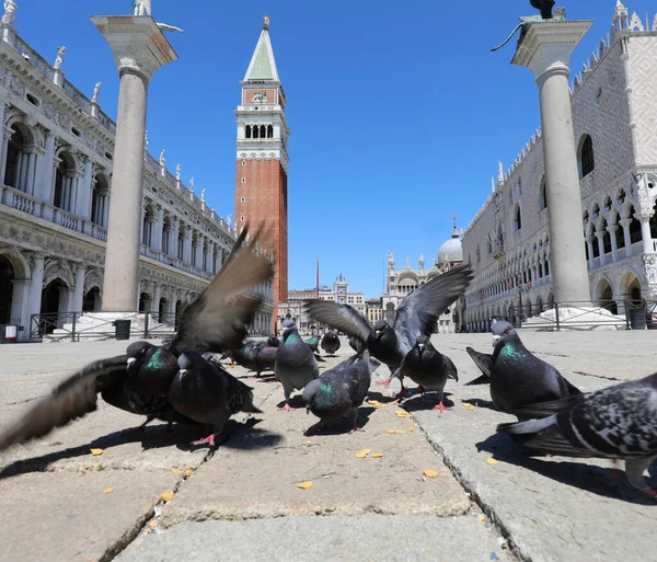 意大利威尼斯广场的城市鸽子一边吃面包屑一边吃 — 图库照片
