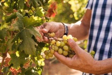 Yeşil üzüm damalı bir mavi ve beyaz gömlek ve bir saat tutan bir adam elinde