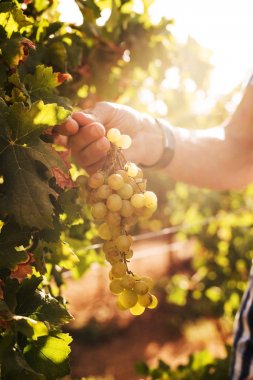 Güneşli bir günde üzüm üzüm bağları ile bilek nöbet tutan el