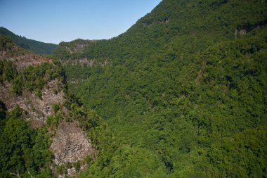 ağaçların yeşil ve yapraklı orman