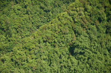 ağaçların yeşil ve yapraklı orman