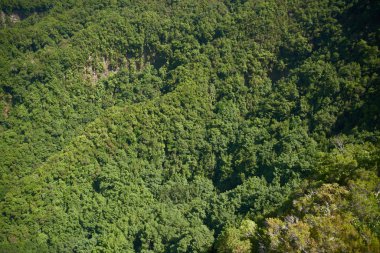 ağaçların yeşil ve yapraklı orman