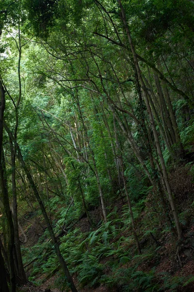 Green leafy trees jutting out a rugged path — Stock Photo, Image