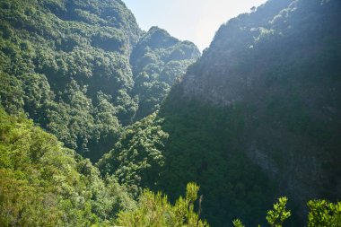 ağaçların yeşil ve yapraklı orman