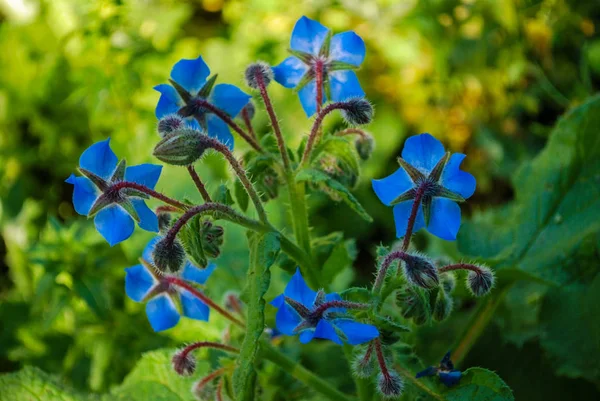 Mavi bir çiçek bahar