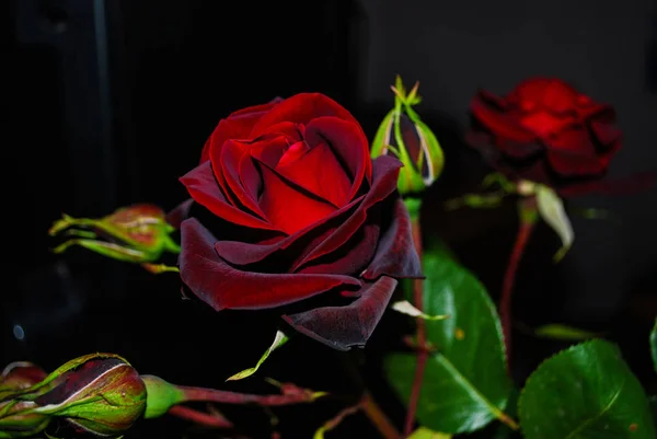 kırmızı gül buketi