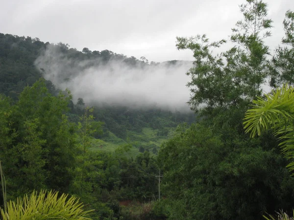 Brouillard matinal dans une prairie ensoleillée. Pente montagneuse boisée dans un nuage bas . — Photo