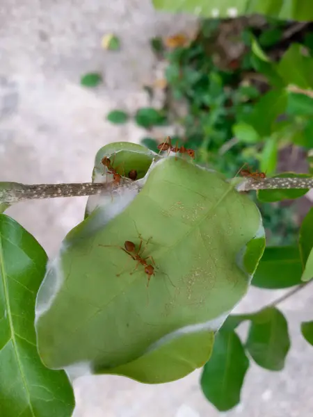 Formigas vermelhas trabalham em equipe para construir seu ninho na árvore . — Fotografia de Stock