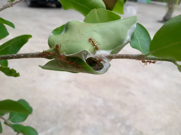 Red ants work as a team to build their nest on tree. — Stock Photo, Image