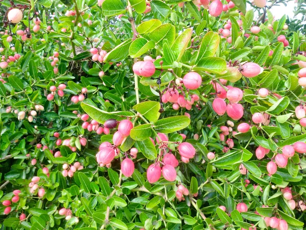 Carunda eller Karonda (Bengal-vinbär) rosa frukt på träd i trädgården. — Stockfoto