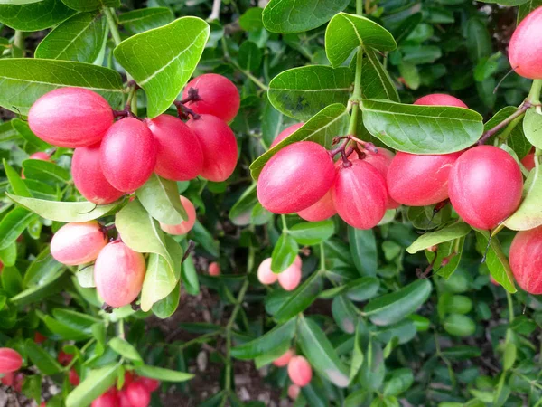 Carunda or Karonda  (Bengal-Currants) pink fruit on tree in the garden. — Stock Photo, Image