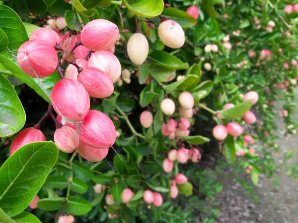 Carunda eller Karonda (Bengal-vinbär) rosa frukt på träd i trädgården. — Stockfoto