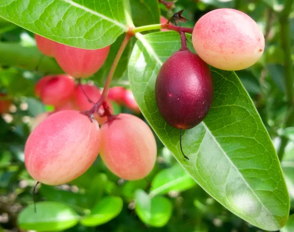 Carunda eller Karonda (Bengal-vinbär) rosa frukt på träd i trädgården. — Stockfoto