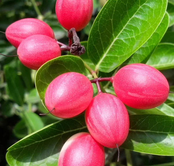Carunda eller Karonda (Bengal-vinbär) rosa frukt på träd i trädgården. — Stockfoto