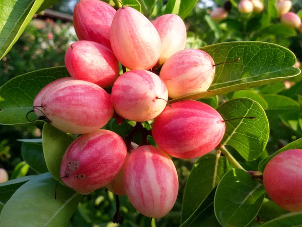 Carunda eller Karonda (Bengal-vinbär) rosa frukt på träd i trädgården. — Stockfoto