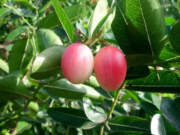 Carunda eller Karonda (Bengal-vinbär) rosa frukt på träd i trädgården. — Stockfoto