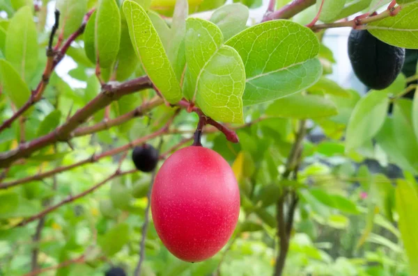 Carunda eller Karonda (Bengal-vinbär) rosa frukt på träd i trädgården. — Stockfoto