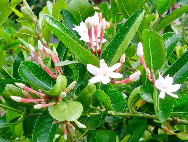Carissa carandas (Bengal-vinbär) vit blomma i natur trädgård. — Stockfoto