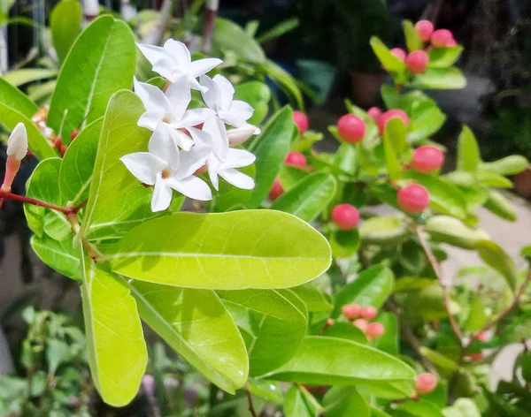 Natal carandas (Bengalen-krenten) witte bloem in natuur tuin. — Stockfoto