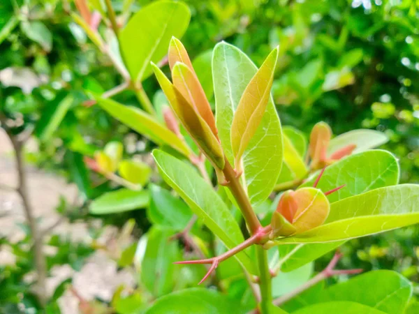 A luz e sombra de folhas verdes jovens é o pano de fundo da natureza, Correntes de Bengala, Carissa, Carandas, Karanda . — Fotografia de Stock