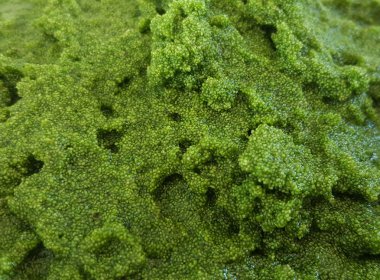 Wolffia globosa. Wolffia globosa veya tatlı su Alga, su yemek, bataklık yosun Tayland yerel besindir.