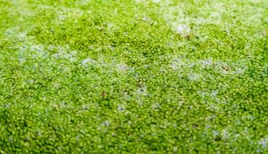 Wolffia globosa. Wolffia globosa veya tatlı su Alga, su yemek, bataklık yosun Tayland yerel besindir.