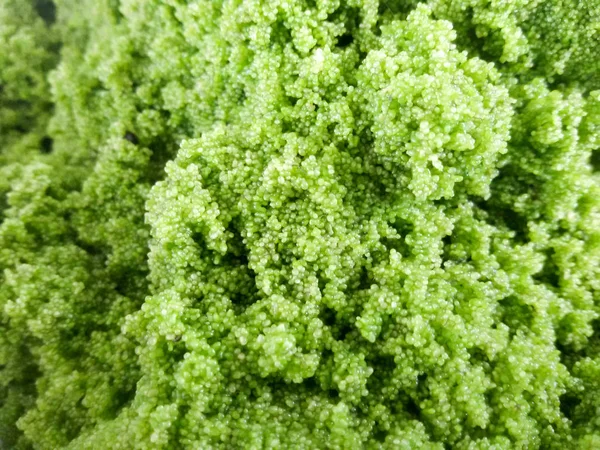 Wolffia Globosa Wolffia Globosa Fresh Water Alga Water Meal Swamp — Stock Photo, Image