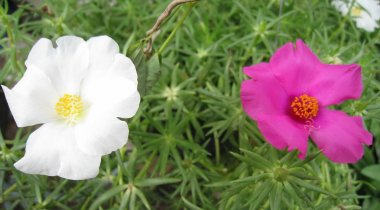 Güzel beyaz ve koyu pembe portulaca oleracea çiçek arka plan için. Renkli çeşitli çiçek olarak da bilinen ortak semizotu, verdolaga, küçük hogweed, kırmızı kök veya Olimpiyatlarından.