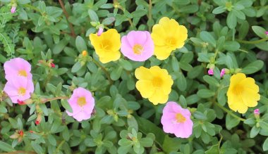 Güzel pembe ve sarı portulaca oleracea çiçek arka plan için. Renkli çeşitli çiçek olarak da bilinen ortak semizotu, verdolaga, küçük hogweed, kırmızı kök veya Olimpiyatlarından.